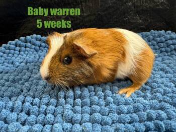 Rescue Short Haired Guinea Pigs for Adoption in Red Oak, Iowa - Baby Warren | PetCurious